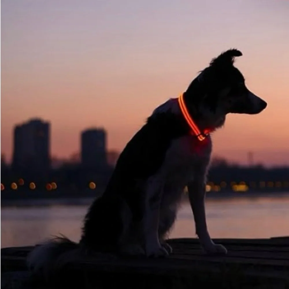 LED light up adjustable glow in the dark dog collar red size medium